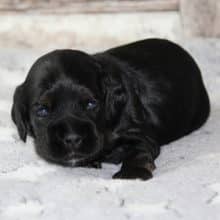 Chiots de race Cocker américain à vendre chez l'éleveur RAINBOW COLORS