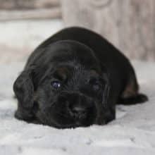 Chiots de race Cocker américain à vendre chez l'éleveur RAINBOW COLORS