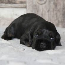 Chiots de race Cocker américain à vendre chez l'éleveur RAINBOW COLORS