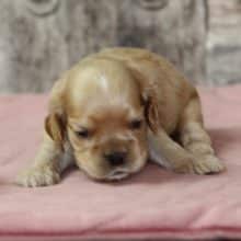 Chiots de race Cocker américain à vendre chez l'éleveur RAINBOW COLORS