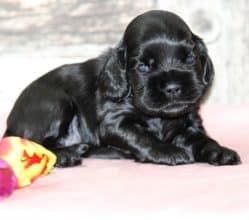 Chiots de race Cocker américain à vendre chez l'éleveur RAINBOW COLORS