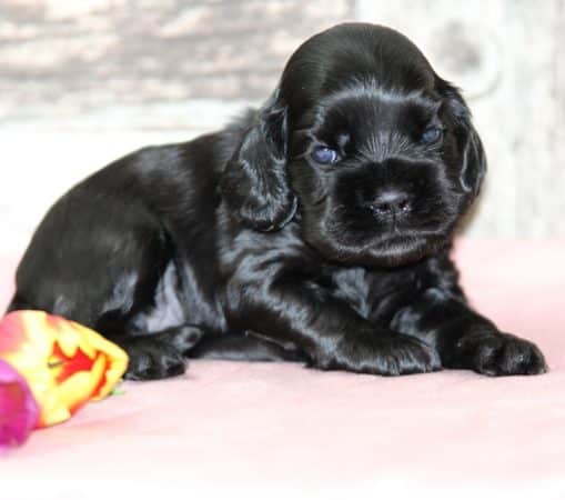 Image de la portée de chiot de l'élévage RAINBOW COLORS