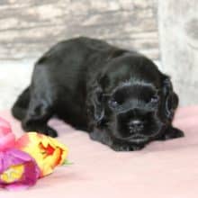 Chiots de race Cocker américain à vendre chez l'éleveur RAINBOW COLORS