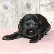 Chiots de race Cocker américain à vendre chez l'éleveur RAINBOW COLORS