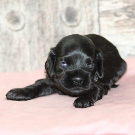 Image de la portée de chiot de l'élévage RAINBOW COLORS