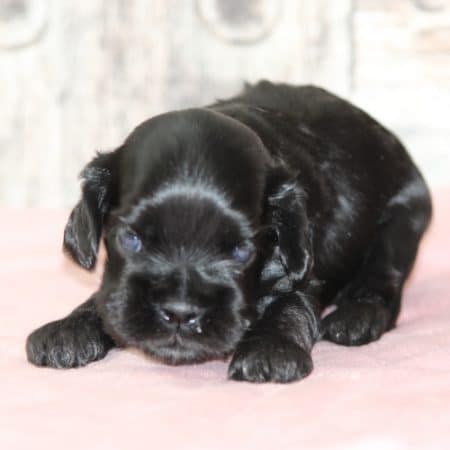 Image de la portée de chiot de l'élévage RAINBOW COLORS