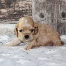 Chiots de race Cocker américain à vendre chez l'éleveur RAINBOW COLORS