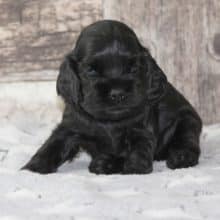 Chiots de race Cocker américain à vendre chez l'éleveur RAINBOW COLORS