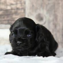 Chiots de race Cocker américain à vendre chez l'éleveur RAINBOW COLORS