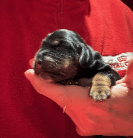 Image de la portée de chiot de l'élévage HOC SANDY