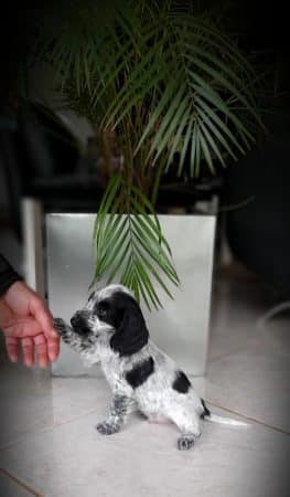 Image de la portée de chiot de l'élévage ELEVAGE DU BOIS DES VOLCANS