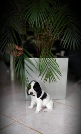 Image de la portée de chiot de l'élévage ELEVAGE DU BOIS DES VOLCANS