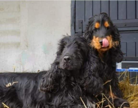 Image de la portée de chiot de l'élévage ELEVAGE ECURIE DU GALAIN