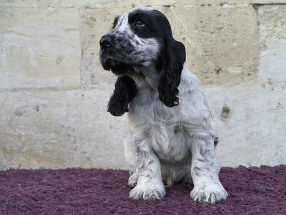 Image de la portée de chiot de l'élévage DU CLOS DE LA MAJESTY