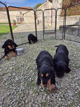 Image de la portée de chiot de l'élévage PION CHRISTOPHE