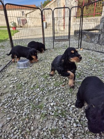 Image de la portée de chiot de l'élévage PION CHRISTOPHE