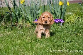 Chiots de race Cocker anglais à vendre chez l'éleveur CLOS DE L’ECOTAY