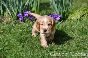 Chiots de race Cocker anglais à vendre chez l'éleveur CLOS DE L’ECOTAY