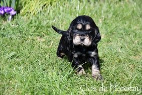 Chiots de race Cocker anglais à vendre chez l'éleveur CLOS DE L’ECOTAY