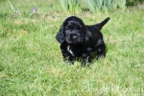 Chiots de race Cocker anglais à vendre chez l'éleveur CLOS DE L’ECOTAY