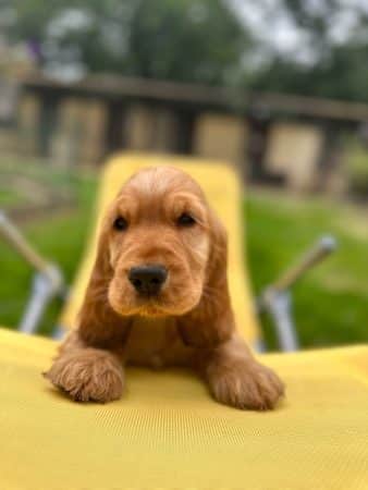 Image de la portée de chiot de l'élévage SCEA DU MOULIN DE MADJURIE