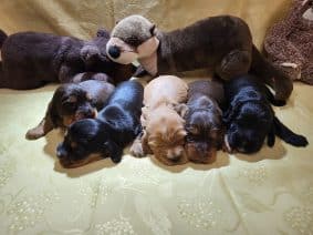 Chiots de race Cocker anglais à vendre chez l'éleveur DOMAINE DE SAINTE GLADYCE