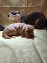 Chiots de race Cocker anglais à vendre chez l'éleveur DOMAINE DE SAINTE GLADYCE