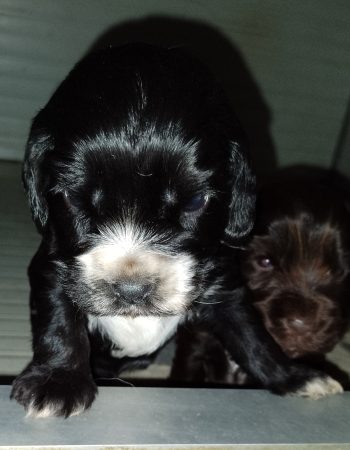 Image de la portée de chiot de l'élévage GILLET DELPHINE