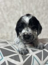 Chiots de race Cocker anglais à vendre chez l'éleveur SCEA DU MOULIN DE MADJURIE