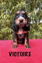 Chiots de race Cocker anglais à vendre chez l'éleveur ARENA