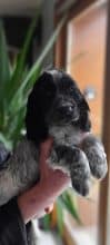 Chiots de race Cocker anglais à vendre chez l'éleveur ELEVAGE DU BOIS DES VOLCANS