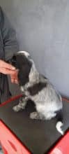 Chiots de race Cocker anglais à vendre chez l'éleveur ELEVAGE DU BOIS DES VOLCANS