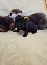 Chiots de race Cocker anglais à vendre chez l'éleveur DOMAINE DE SAINTE GLADYCE