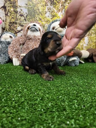 Image de la portée de chiot de l'élévage DOMAINE DE SAINTE GLADYCE