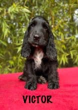 Chiots de race Cocker anglais à vendre chez l'éleveur ARENA