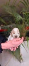 Chiots d'apparence Cocker anglais à vendre chez l'éleveur ELEVAGE DU BOIS DES VOLCANS