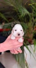 Chiots d'apparence Cocker anglais à vendre chez l'éleveur ELEVAGE DU BOIS DES VOLCANS