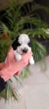 Chiots d'apparence Cocker anglais à vendre chez l'éleveur ELEVAGE DU BOIS DES VOLCANS