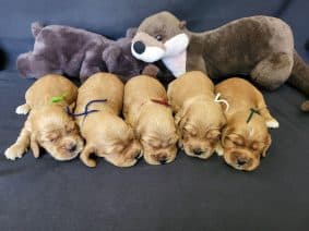 Chiots de race Cocker anglais à vendre chez l'éleveur DOMAINE DE SAINTE GLADYCE