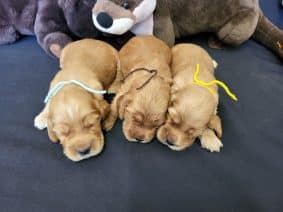 Chiots de race Cocker anglais à vendre chez l'éleveur DOMAINE DE SAINTE GLADYCE