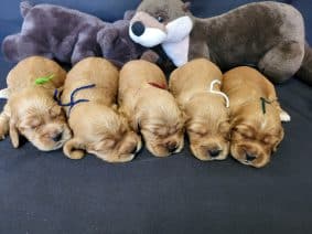 Chiots de race Cocker anglais à vendre chez l'éleveur DOMAINE DE SAINTE GLADYCE