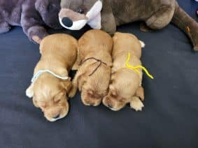 Chiots de race Cocker anglais à vendre chez l'éleveur DOMAINE DE SAINTE GLADYCE