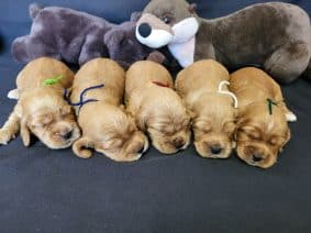 Chiots de race Cocker anglais à vendre chez l'éleveur DOMAINE DE SAINTE GLADYCE