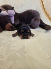 Chiots de race Cocker anglais à vendre chez l'éleveur DOMAINE DE SAINTE GLADYCE