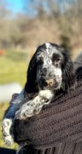 Chiots de race Cocker anglais à vendre chez l'éleveur ELEVAGE DU BOIS DES VOLCANS