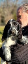 Chiots de race Cocker anglais à vendre chez l'éleveur ELEVAGE DU BOIS DES VOLCANS