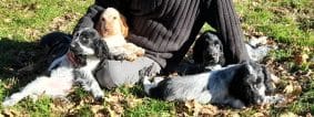 Chiots de race Cocker anglais à vendre chez l'éleveur ELEVAGE DU BOIS DES VOLCANS