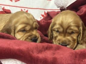 Chiots de race Cocker anglais à vendre chez l'éleveur SCEA DU MOULIN DE MADJURIE