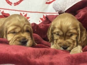 Chiots de race Cocker anglais à vendre chez l'éleveur SCEA DU MOULIN DE MADJURIE