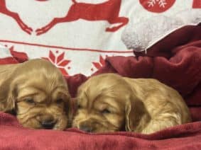 Chiots de race Cocker anglais à vendre chez l'éleveur SCEA DU MOULIN DE MADJURIE